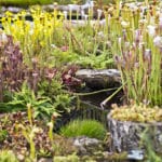 Jardin botanique de Glasgow : Au bonheur des plantes [West End]