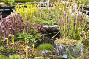 Jardin botanique de Glasgow : Au bonheur des plantes [West End]