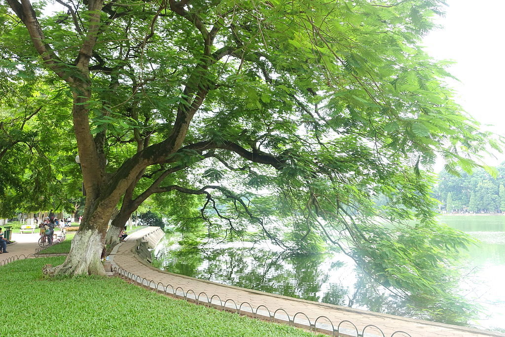 Flamboyant au bord du lac Hoan Kiem Lake à Hanoi au Vietnam - Photo de Daderot