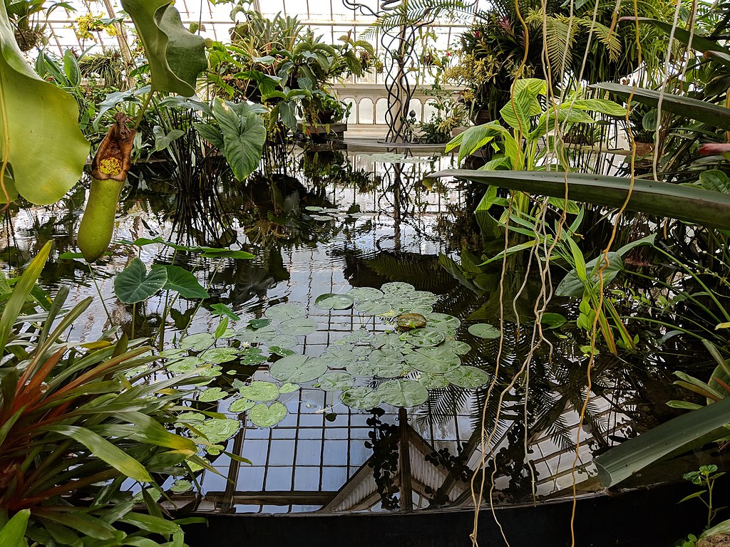 A l'intérieur du Conservatoire des fleurs de San Francisco au Golden Gate Park.