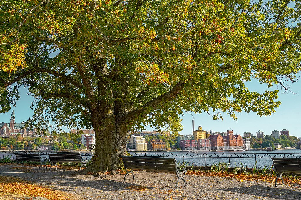 Chêne remarquable de l'île Djurgarden à Stockholm - Photo d'Oyvind Holmstad - Licence CCBYSA 4.0