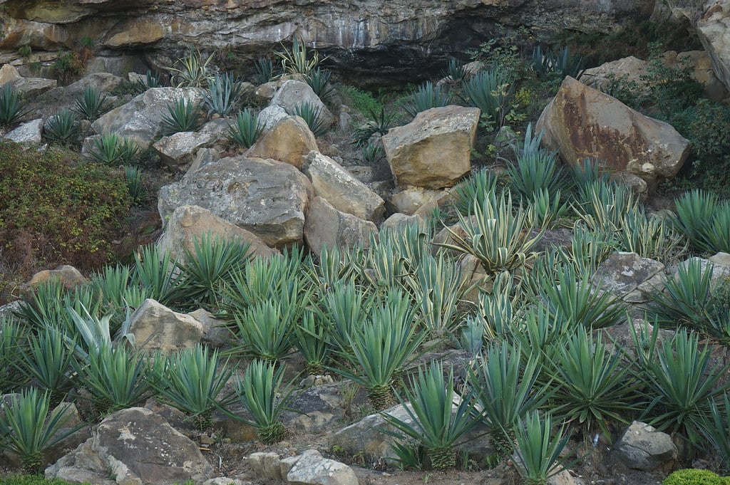 Dans le jardin Hafa Gardens sur la corniche à Tanger.