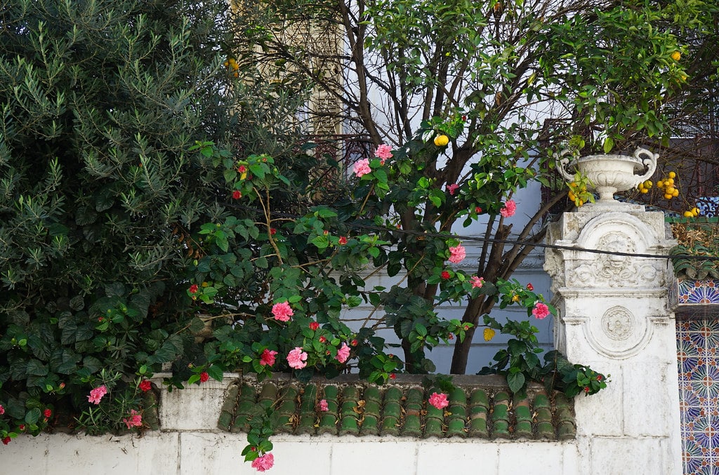 Fleurs et citrons dans le quartier de Marshan à Tanger.
