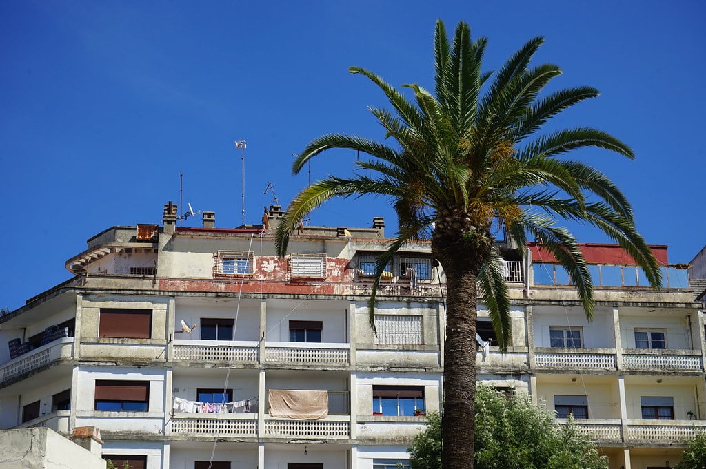 Palmier dans le quartier de Marshan à Tanger.