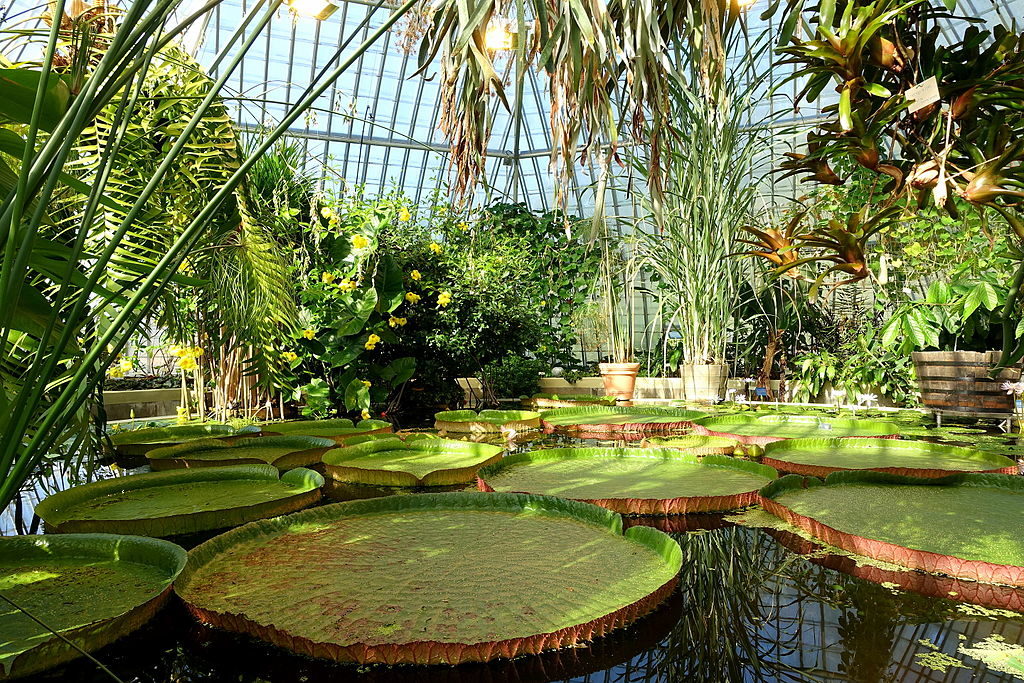 Verrière Victoria dans le jardin botanique Bergianska de Stockholm. Photo Daderot.