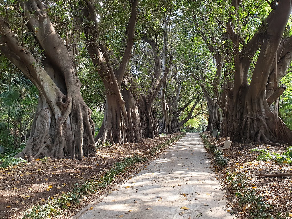Jardin d'Essai d'Alger - Photo de Mehdi-Cheref - Licence ccbysa 4.0