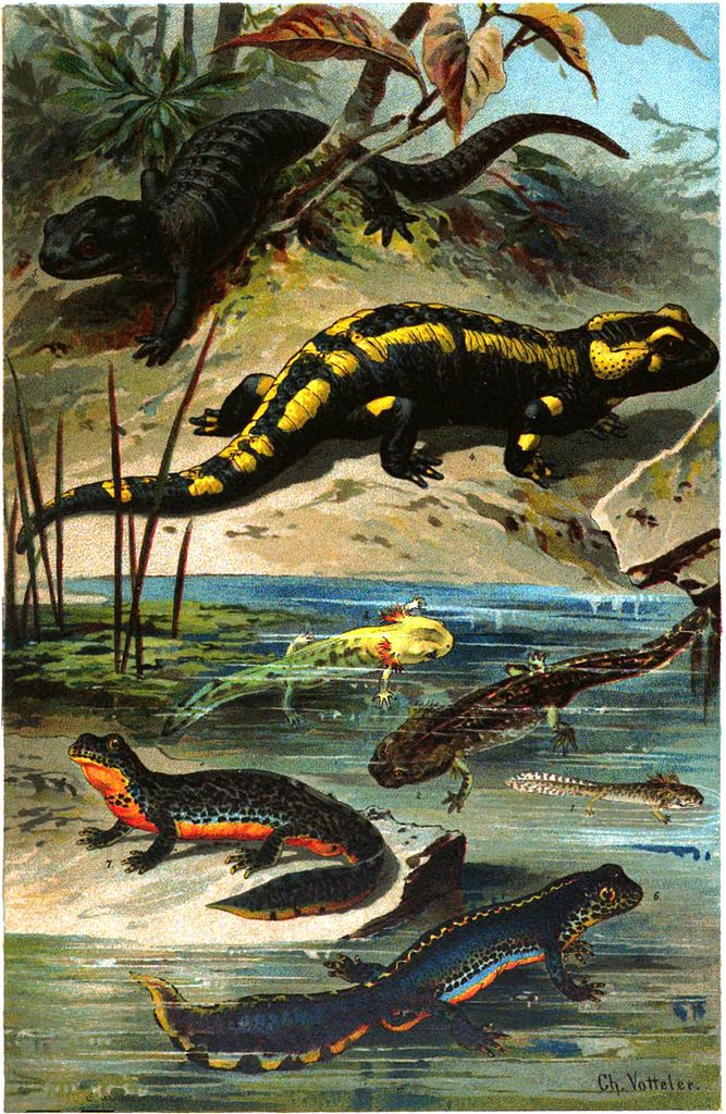 Illustration de Christian Votteler de la salamandre noire entourée de ses copines les salamandres (et tritons ?) d’autres couleurs.