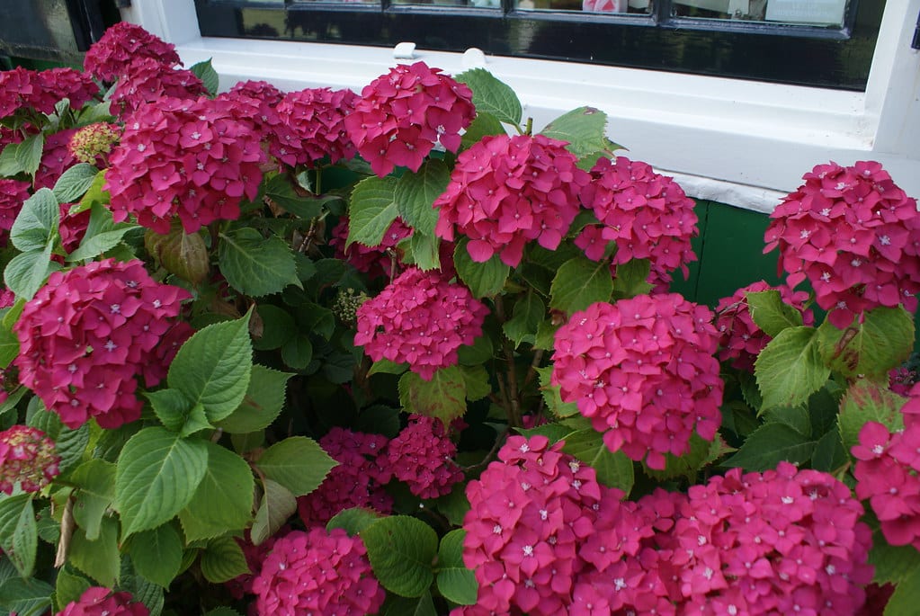 Magnifiques hortensias au parc-musée de Zaanse Schans.