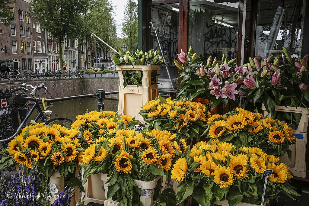 Bloemenmarkt, marché aux fleurs dans le quartier des canaux à Amsterdam - Photo de Véronique Mergaux
