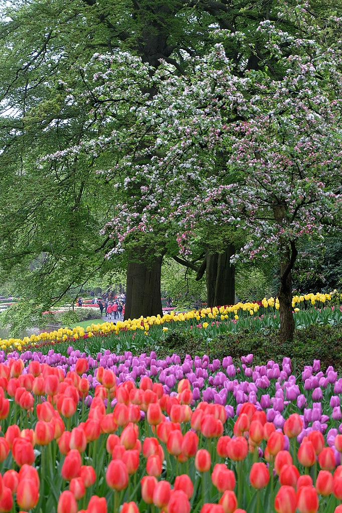 Jardin Keukenhof près d'Amsterdam aux Pays-Bas au printemps - Photo de Julien Chatelain