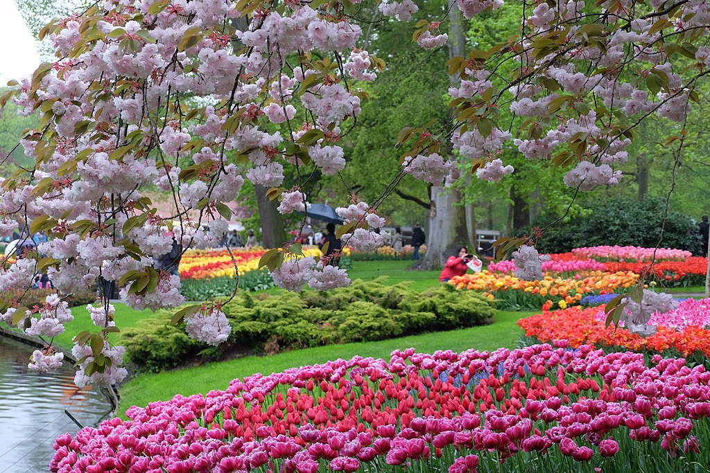 Dans le jardin de Keukenhof près d'Amsterdam - Photos de Julien Chatelain