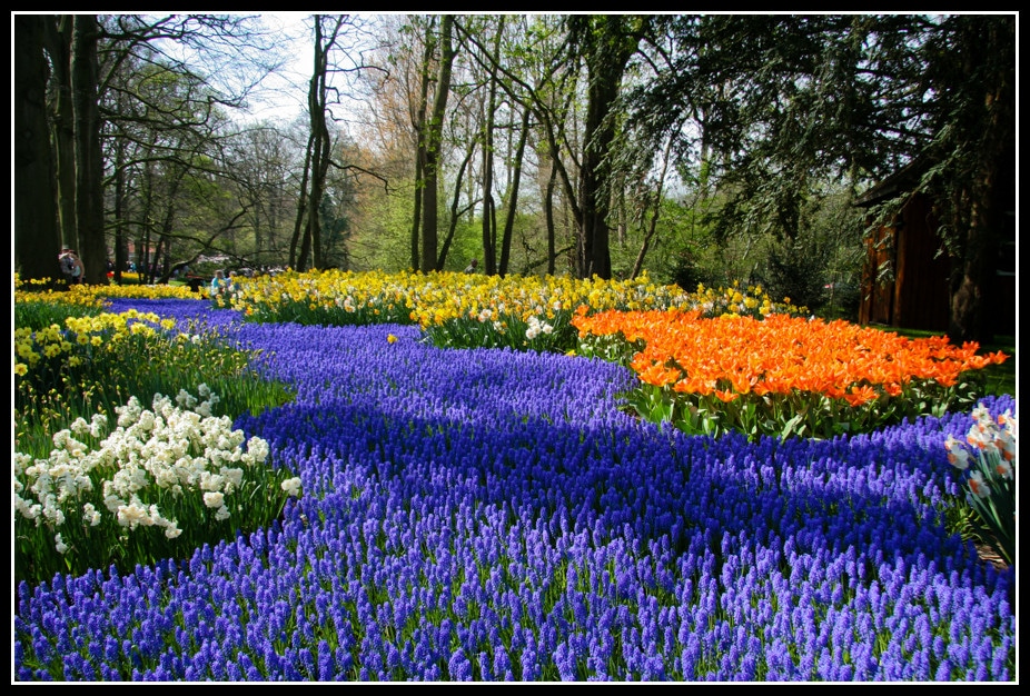 Jardin de Keukenhof près d'Amsterdam : "Une superbe creation florale dans le Keukenhof parc en Hollande ou des muscaris, ces petites fleurs bleues, forment comme une riviere de fleurs coulant le long de berges multicolores." Photo et texte de Patrick Mayon