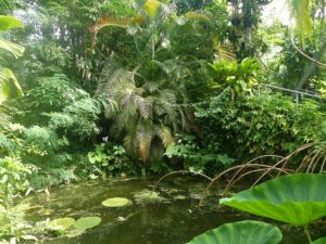 Waterlooplein, ancien quartier juif d’Amsterdam et Plantage