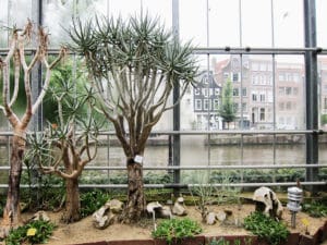 Hortus Botanicus : Jardin botanique à Amsterdam [Plantage]