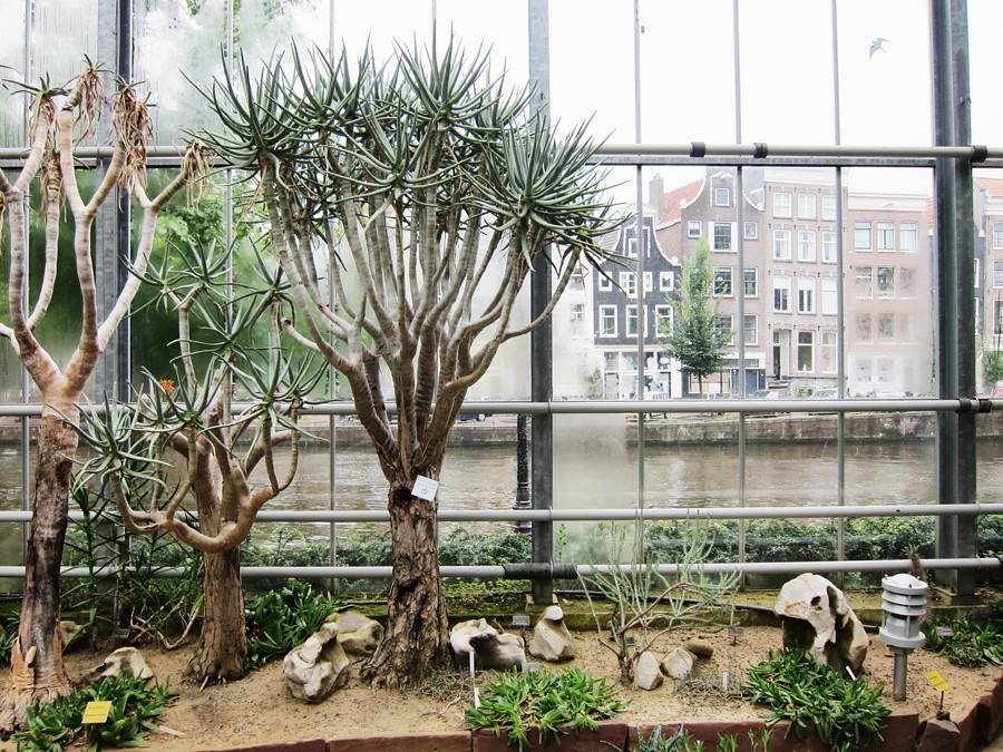 Hortus botanicus, le jardin botanique d'Amsterdam - Photo prise par Wardie Hellendoorn@Flickr