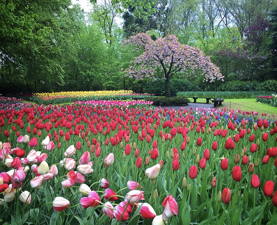 Parc de Keukenhof près d'Amsterdam - Photo d'Elena Laps