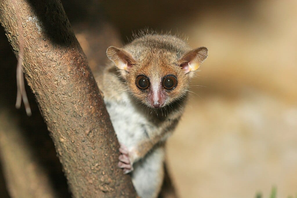 Lémurien au zoo Artis d'Amsterdam - Photo de Arjan Haverkamp.