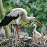 Zoo d&rsquo;Amsterdam (Artis) : zoo, aquarium, planetarium…