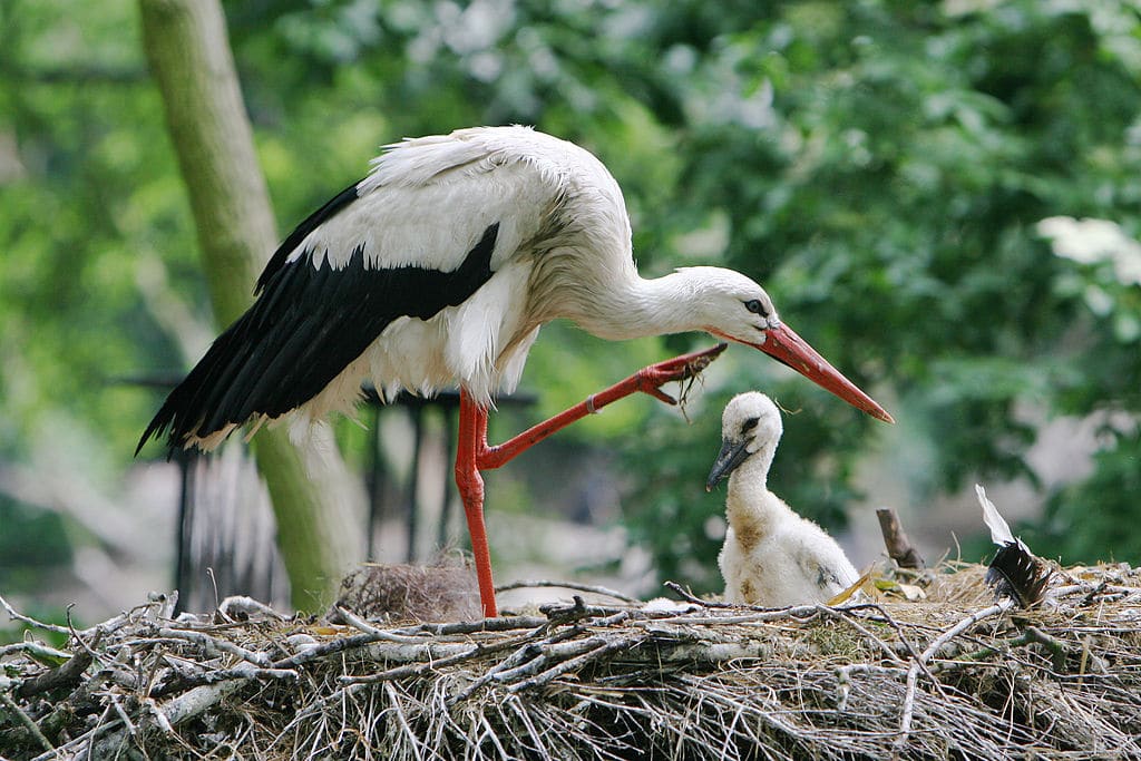 Cigognes du Zoo Artis à Amsterdam à visiter avec les enfants - Photo de Arjan Haverkamp.