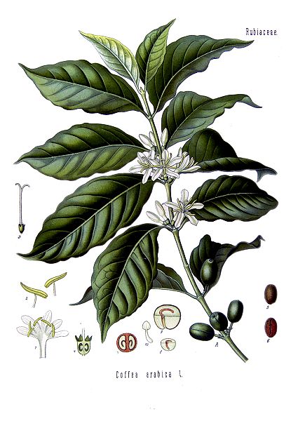 > Dessin botanique du caféier par Kohler.
