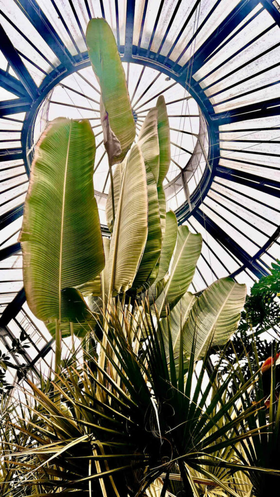Hortus Botanicus, jardin botanique à Amsterdam - Photo d'Elena Rabkina