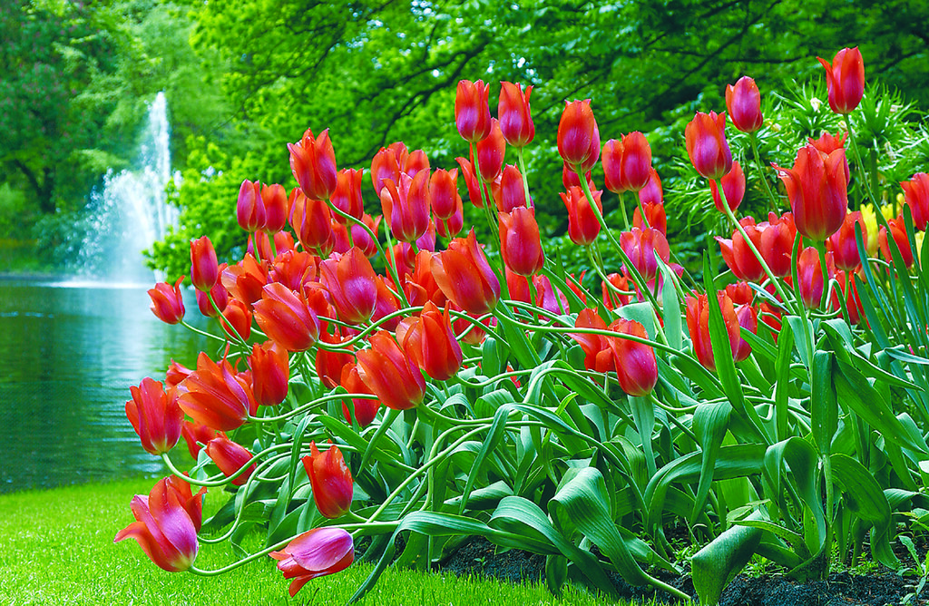Tulipes dans le jardin de Keukenhof près d'Amsterdam - Photo de Viator.com