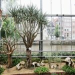 Hortus Botanicus : Jardin botanique à Amsterdam [Plantage]