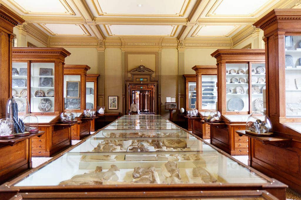 Collection de fossiles au Teylers Museum d'Haarlem - Photo de Quistnix - Licence CCBYSA 3.0