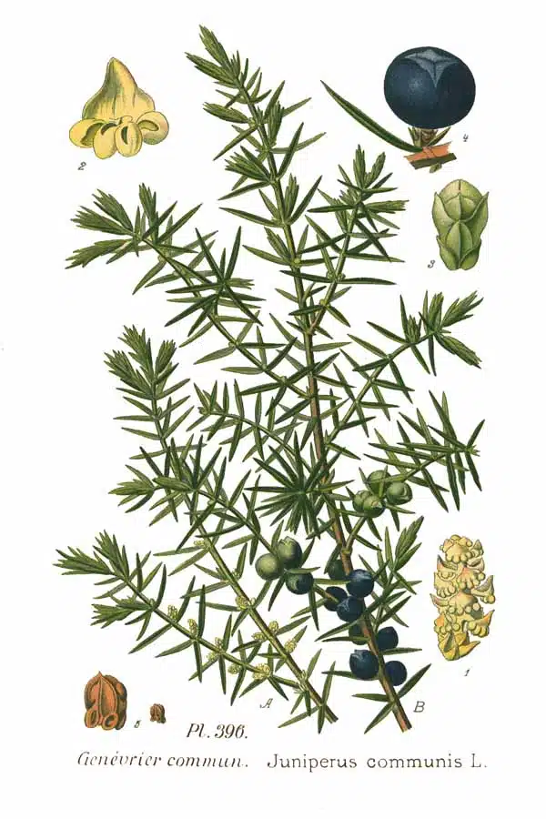 Genévrier ou Juniperus communis L. - Illustration du botaniste Amédée Masclef