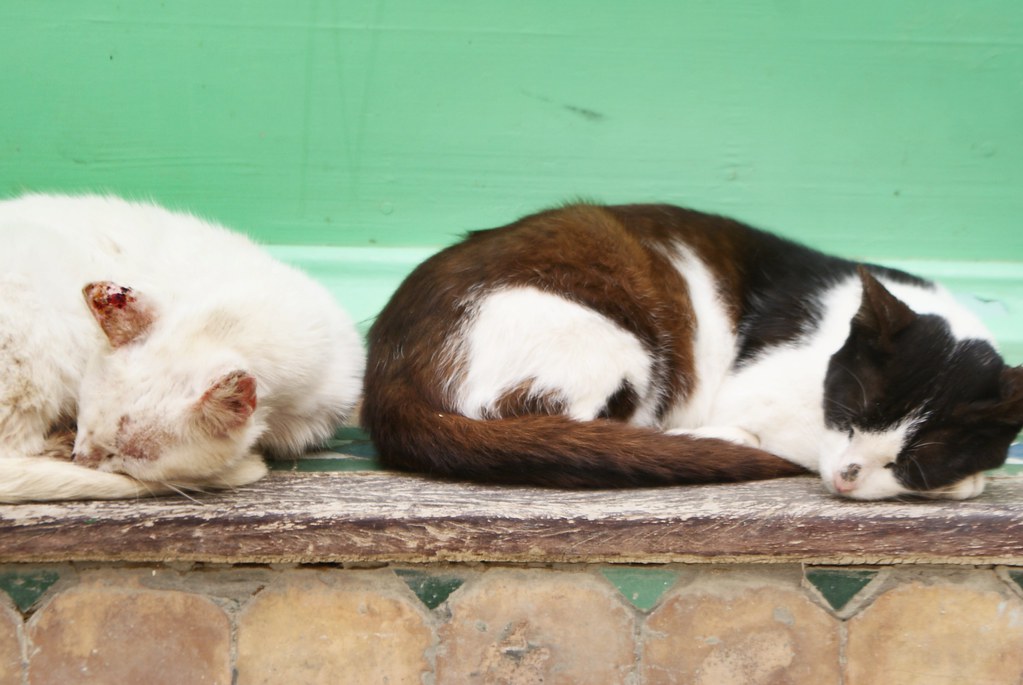 Chats d’Asilah en mode repos