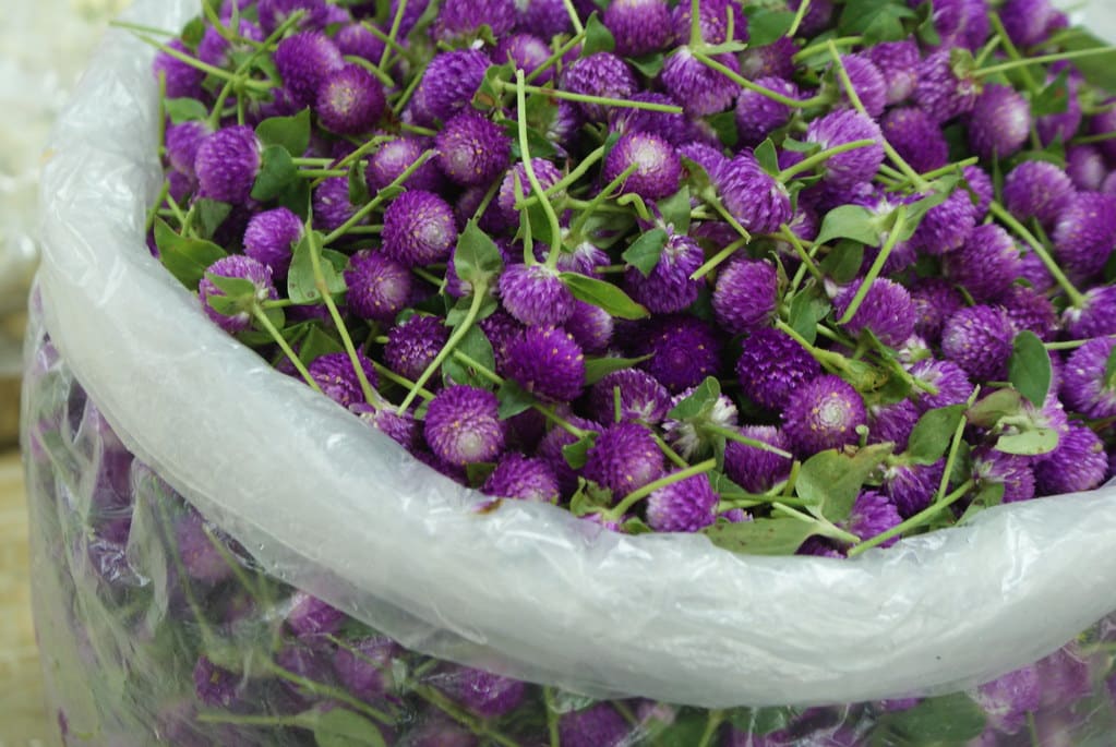 Jolies fleurs violettes (faux trèfles) au Pak Khlong Talat, Marché aux fleurs à Bangkok.