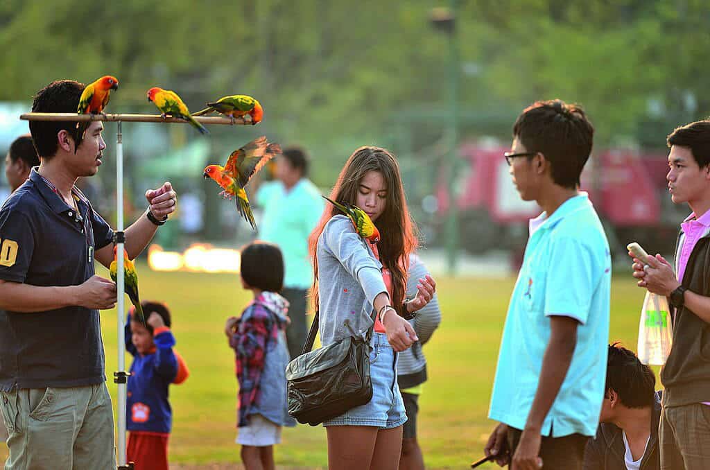 Perruches et passant dans le parc de Sanam Luang – Photo de Mr.Peerapong Prasutr