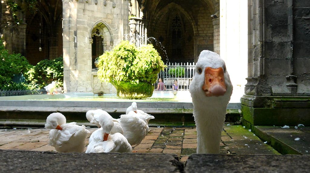 Oies du cloître de la cathédrale de Barcelone. Photo de Ronny Siegel