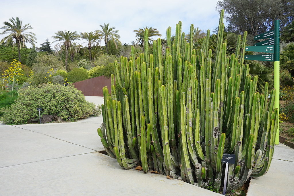 Cactus dans le jardin botanique de la colline de Montjuic à Barcelone.