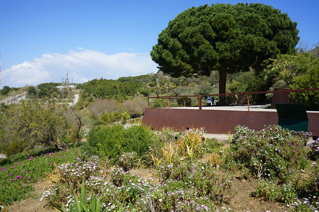 Pin parasol dans le jardin botanique de Barcelone.