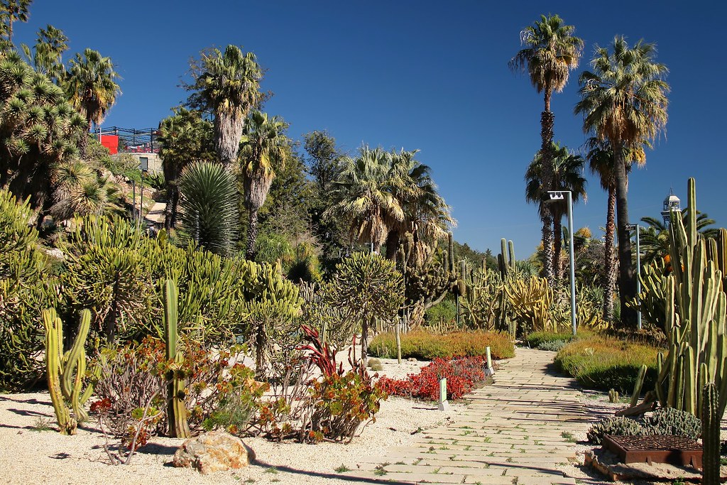 Cactus et succulentes dans le Jardins de Mossèn Costa i Llobera - Photo de Jorge Franganillo