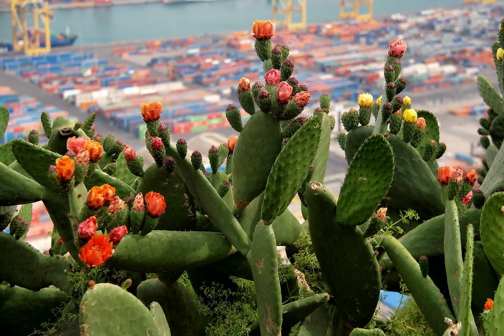 Cactus avec le port en arrière plan au chateau de Montjuic à Barcelone. Photo de Jorge Franganillo