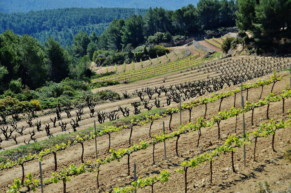 Vignes dans les Muntanyes d'Ordal - Photo de Maria Rosa Ferre - Licence ccbysa 2.0