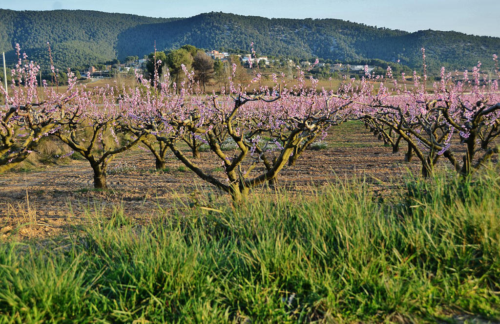 Verger dans les Muntanyes d'Ordal - Photo de Maria Rosa Ferre - Licence ccbysa 2.0
