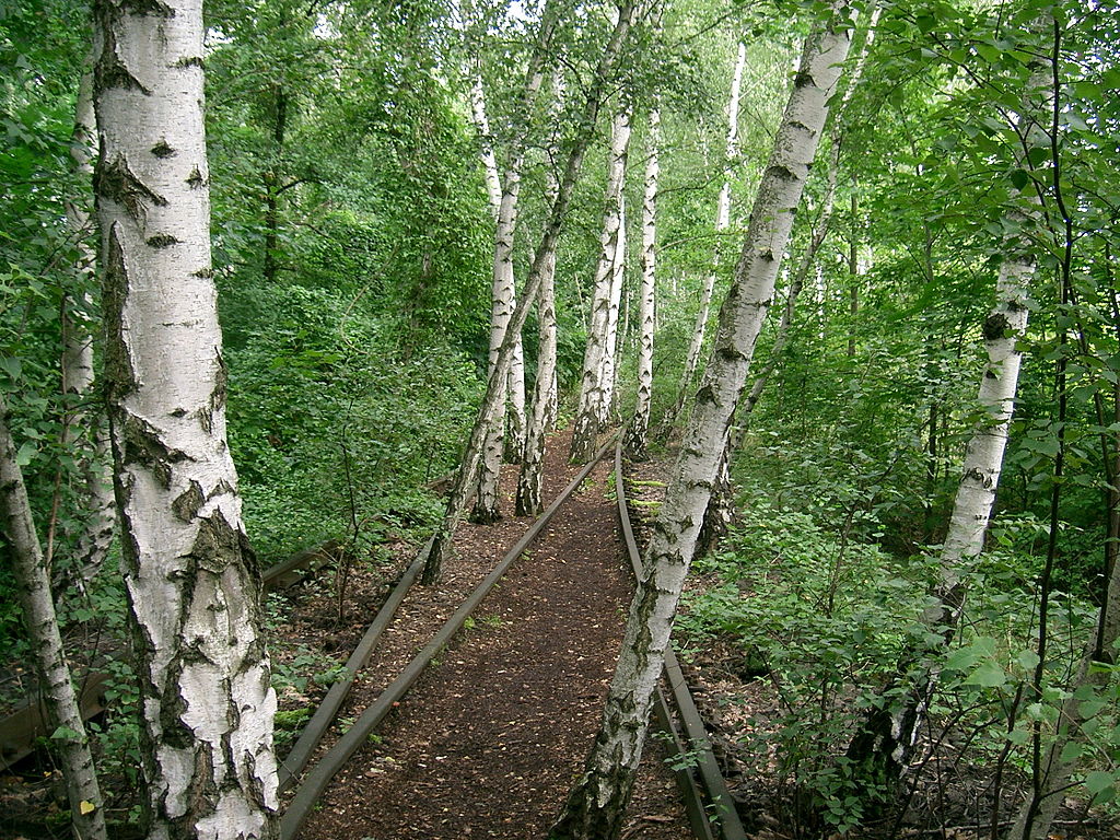 Bouleaux et voies de chemin de fer dans le parc de Südgelände du quartier de Schoneberg à Berlin - Photo de Hanson59