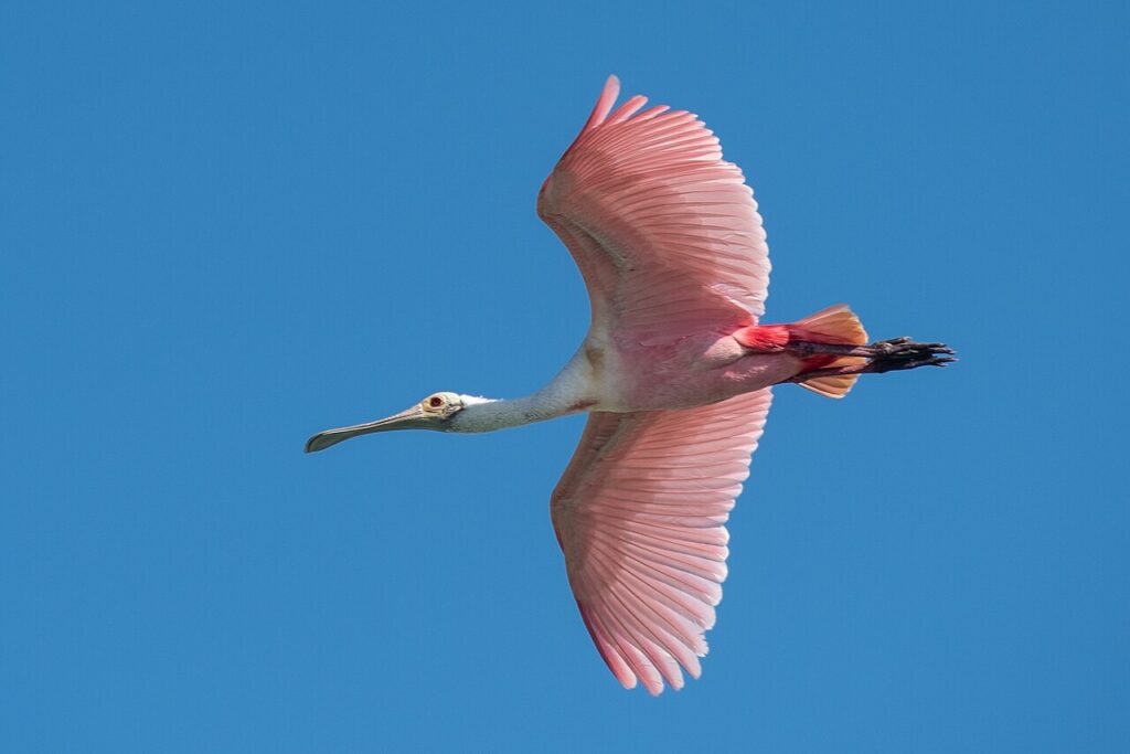 Vol de Spatule rosée au dessus de la réserve de la biosphère Sian Ka'an - Photo de Gordon Leggett - Licence ccbysa 3.0