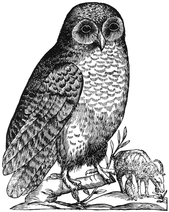Chouette d'Ulisse Aldrovandi (1599).