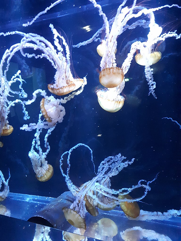 Magnifiques méduses de l'Aquarium Nausicaa à Boulogne-sur-mer. Photo de Tangopaso.