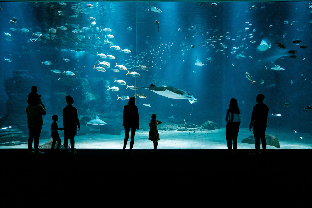 Grande baie à l'aquarium de Boulogne-sur-mer -Photo de H.Lamblin 