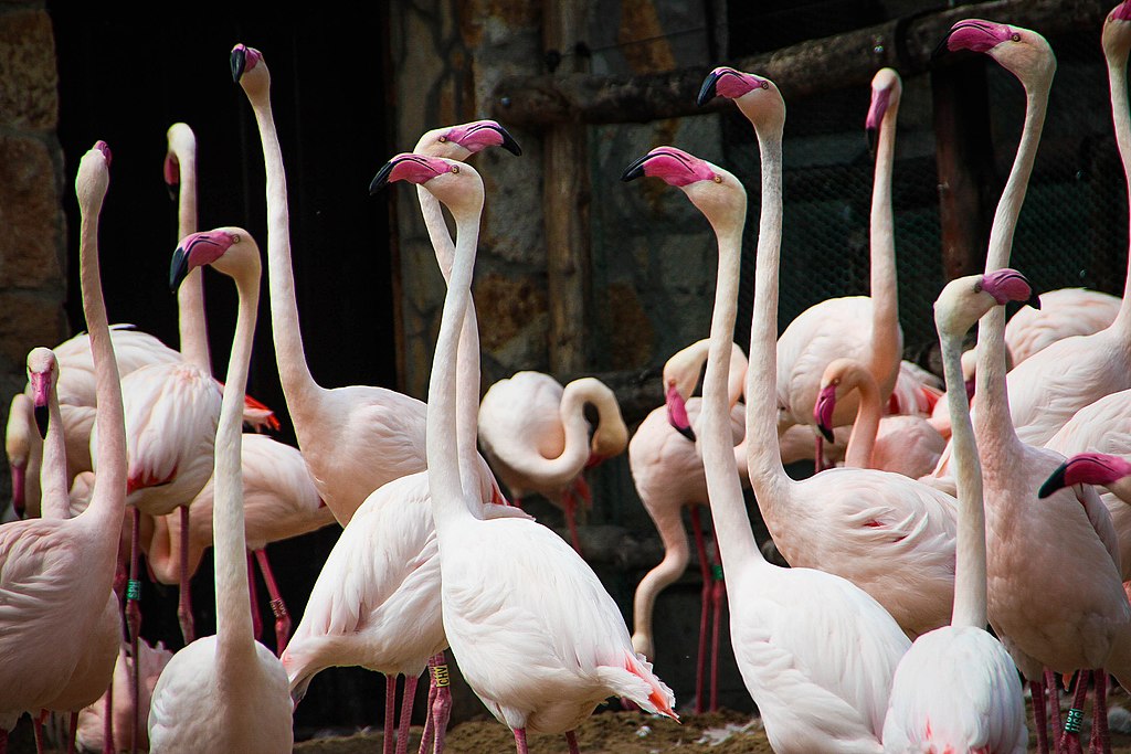 Zoo de Budapest dans le parc de Varosliget - Photo de Rosie Fraser