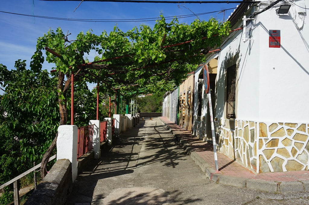 Pergolas et vigne.