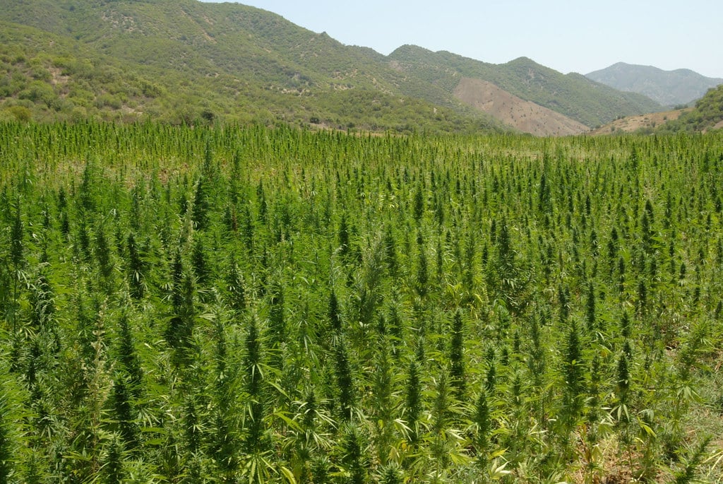 Champs de cannabis dans les montagnes du Rif au Maroc – Photo de Rogelio A. Galaviz C.