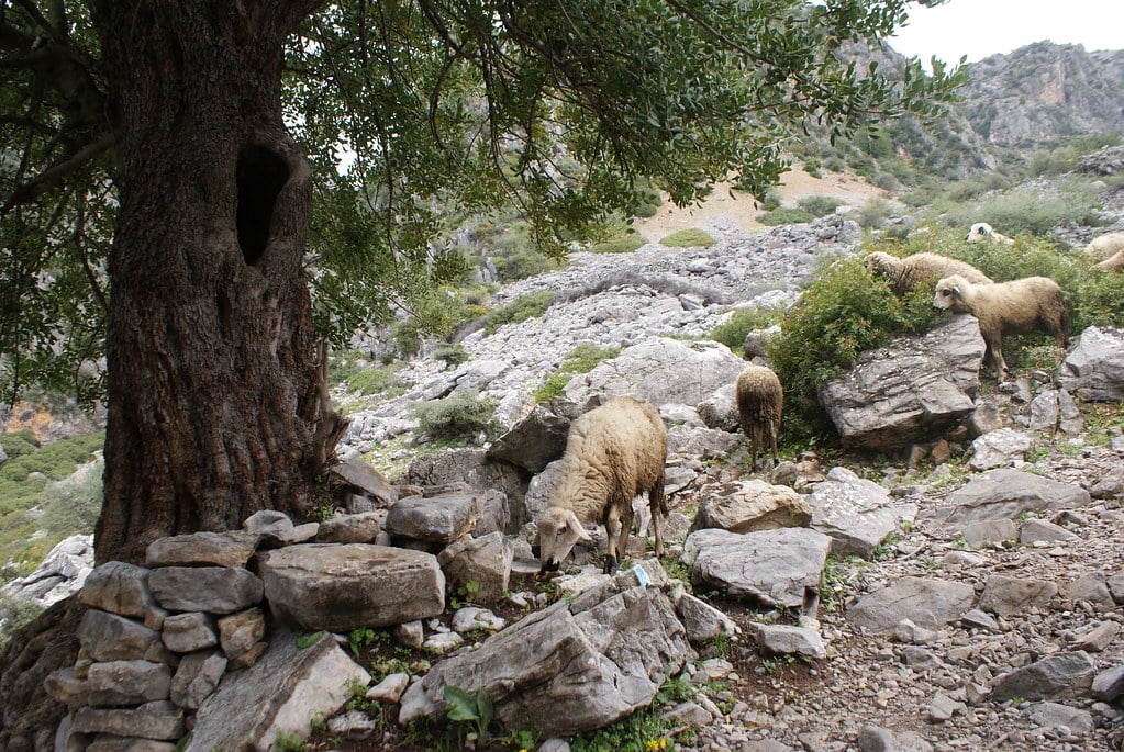 Magnifique chêne vert avec pour compagnie des troupeaux de moutons et des pierres.