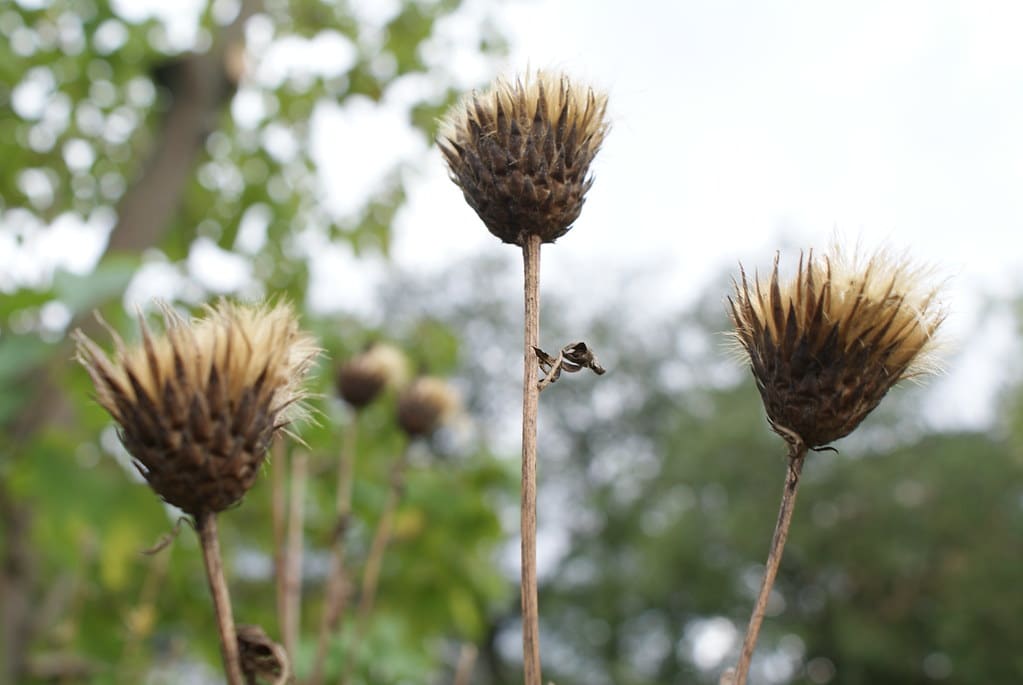 Dans le jardin botanique de Copenhague.
