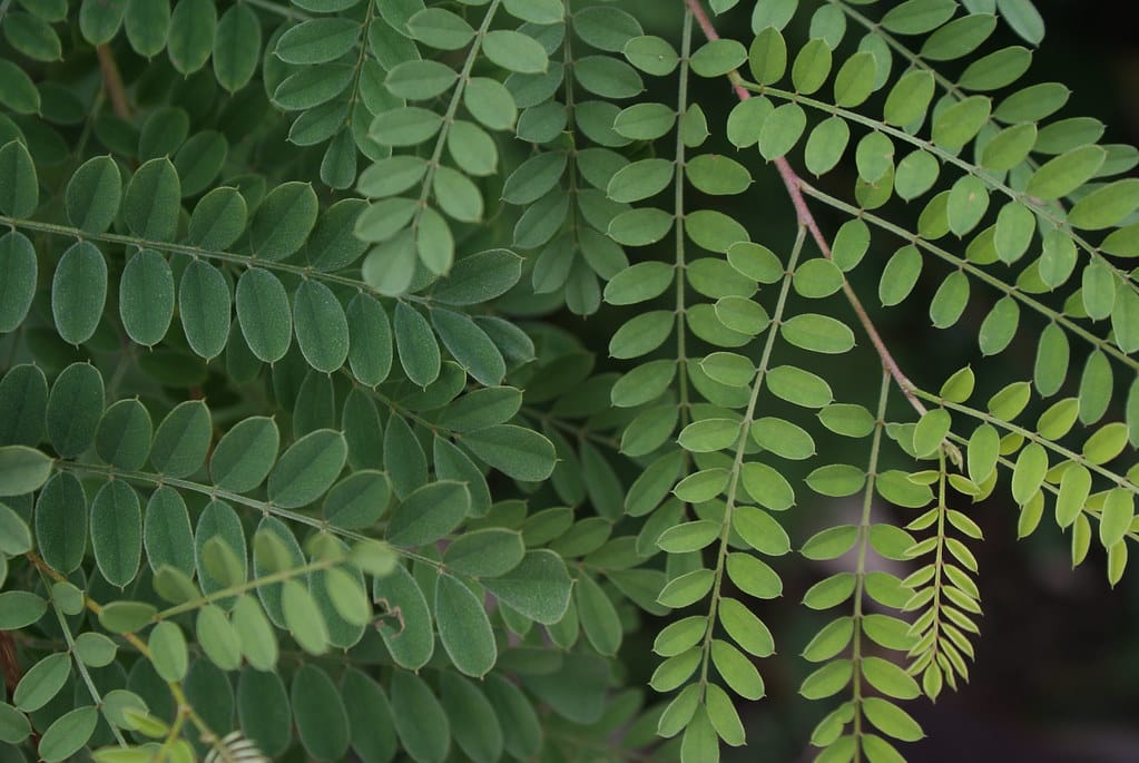 Dans le jardin botanique de Copenhague.